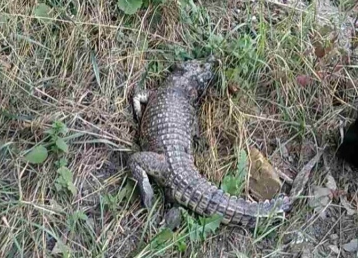Живого крокодила обнаружили возле школы в Симферополе