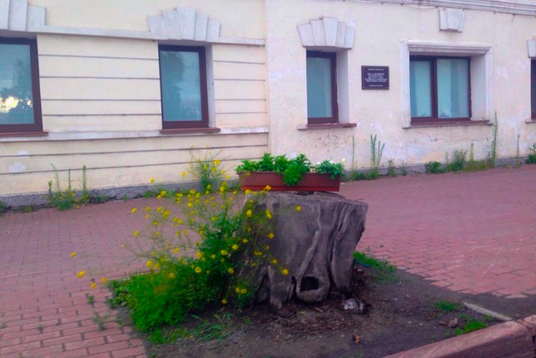 В центре Челябинска зацвели пни. Лучше бы деревья