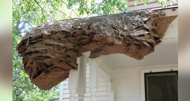 Угрозу несут огромные осиные гнезда на домах жителей США