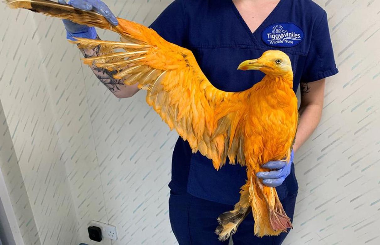 «Золотую птицу Феникс» спасли британские ветеринары