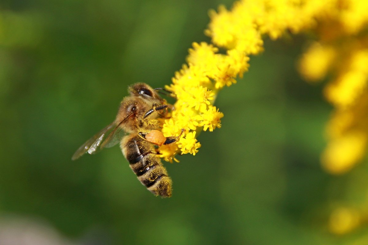 Почему пчелы стали гибнуть массово именно в 2019 году?