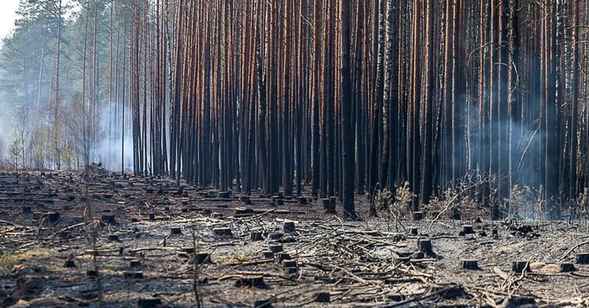 Из-за лесных пожаров Россия рискует лишиться статуса климатического донора