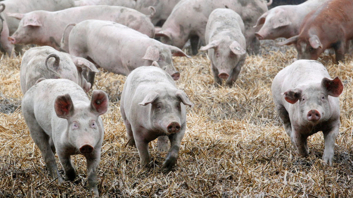 300 килограмм зараженной африканской чумой свиней колбасы завезли в Челябинскую область