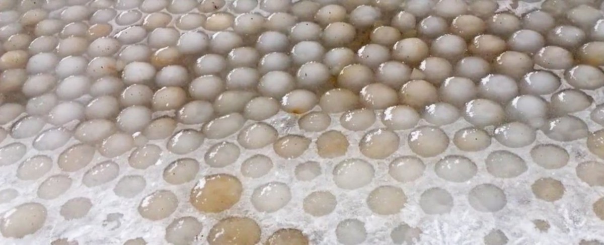 Сотни загадочных «ледяных яиц» выбросило на финский пляж