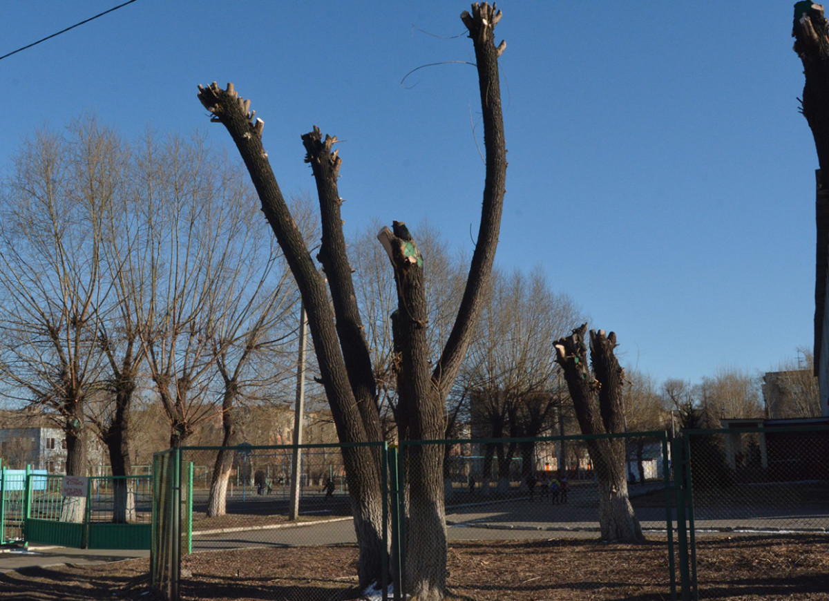 В Челябинске создадут зеленый щит: сможет ли он защитить горожан и когда это будет