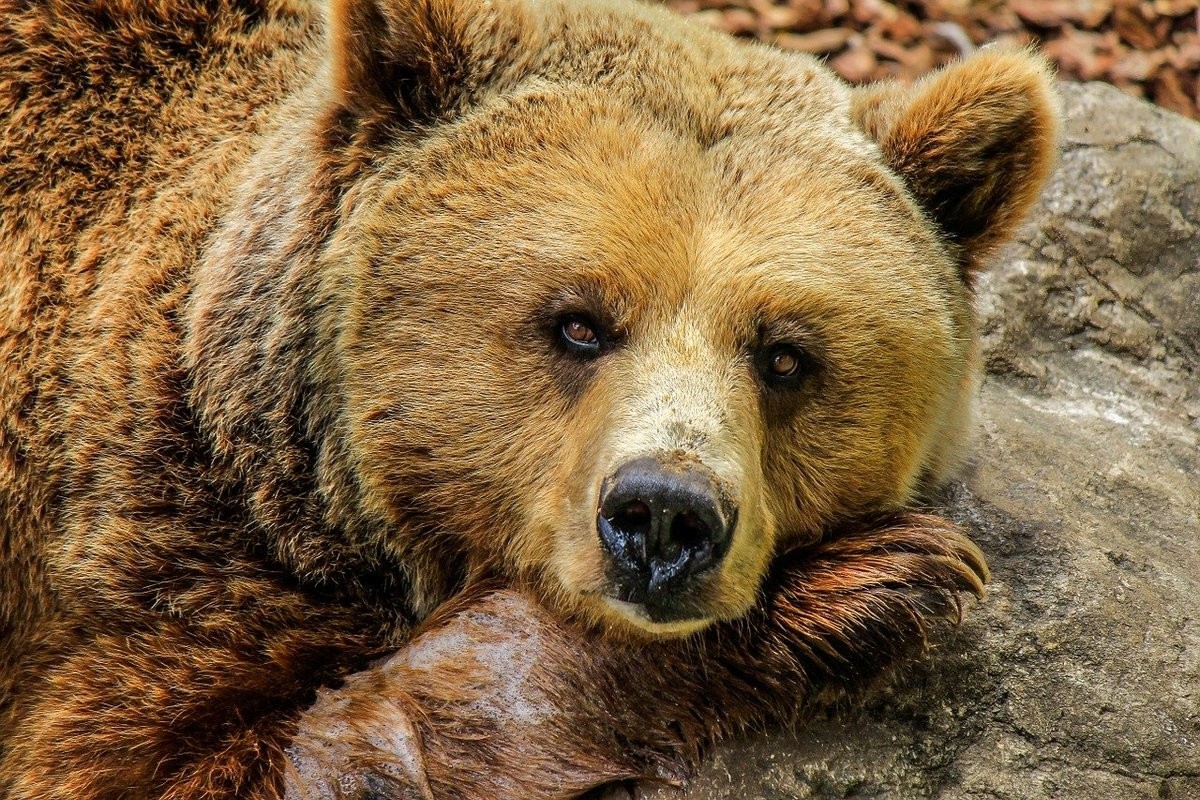 Вечный символ России. Почти 2/3 граждан считают медведя подходящим и правильным символом нашей страны