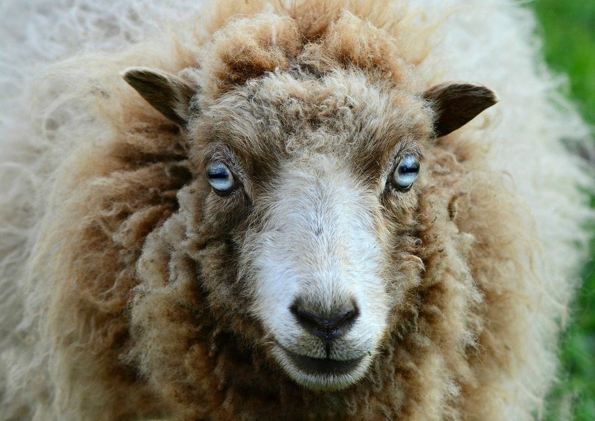 Полицейские-язычники расследуют «сатанинские убийства» овец в Великобритании