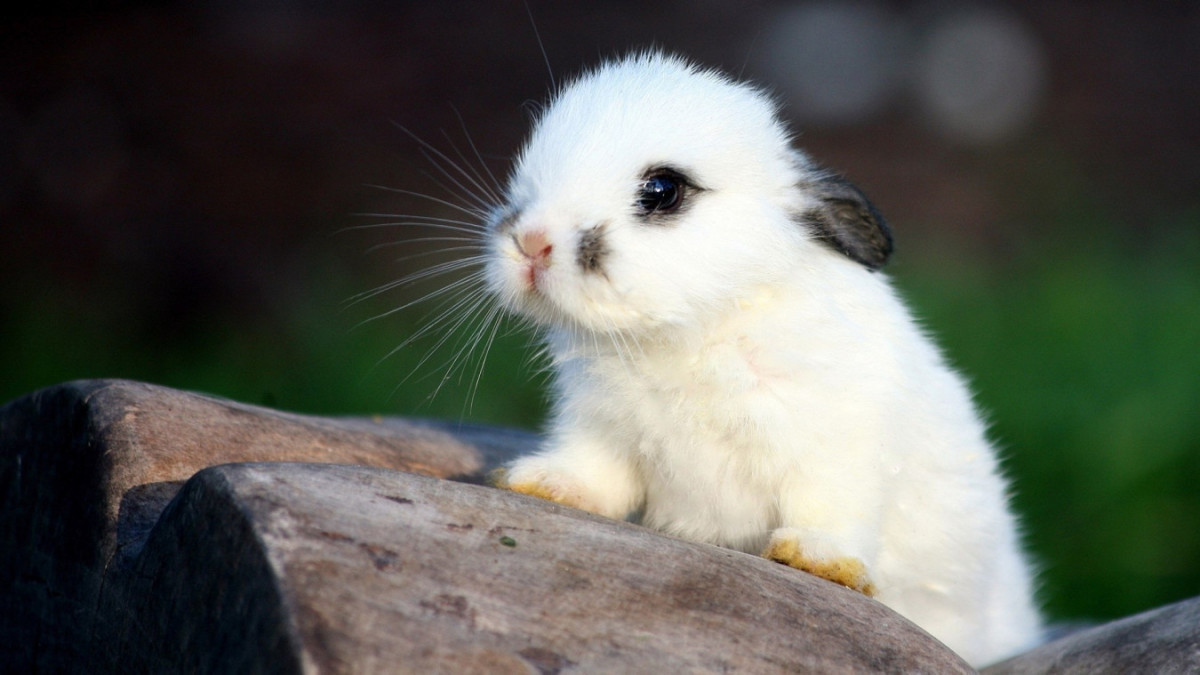 Что делает кролика милым? И как предпочтения влияют на видоизменения кроликов