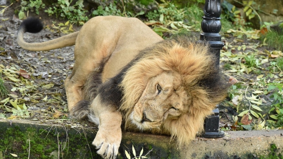 Лев вцепился в руку работника зоопарка на глазах у его коллег
