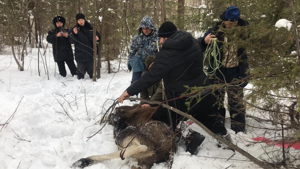 Спасли лося в Челябинской области