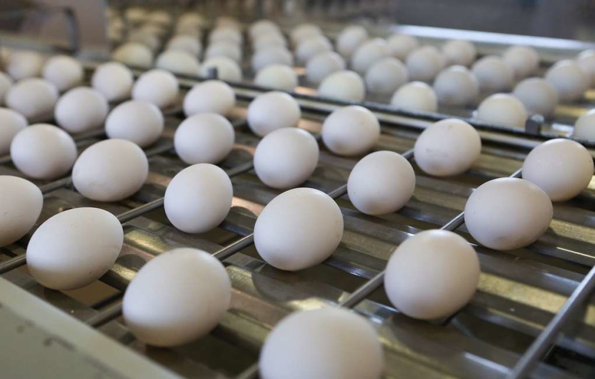 Куриные яйца могут уберечь от инсульта