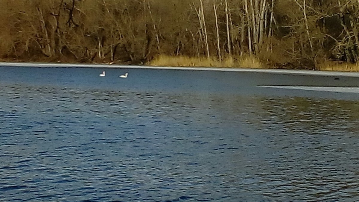 Белые лебеди плавали на реке Миасс в Челябинске