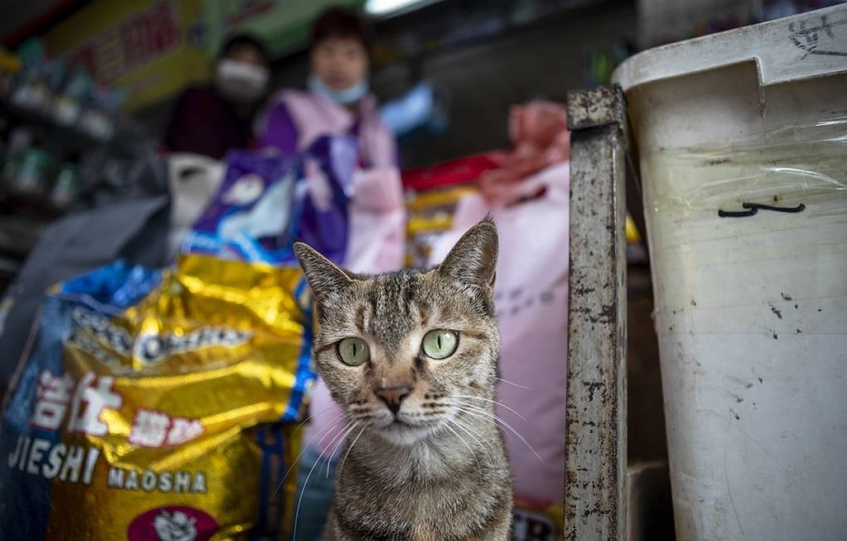У кошек в китайском Ухане нашли коронавирус