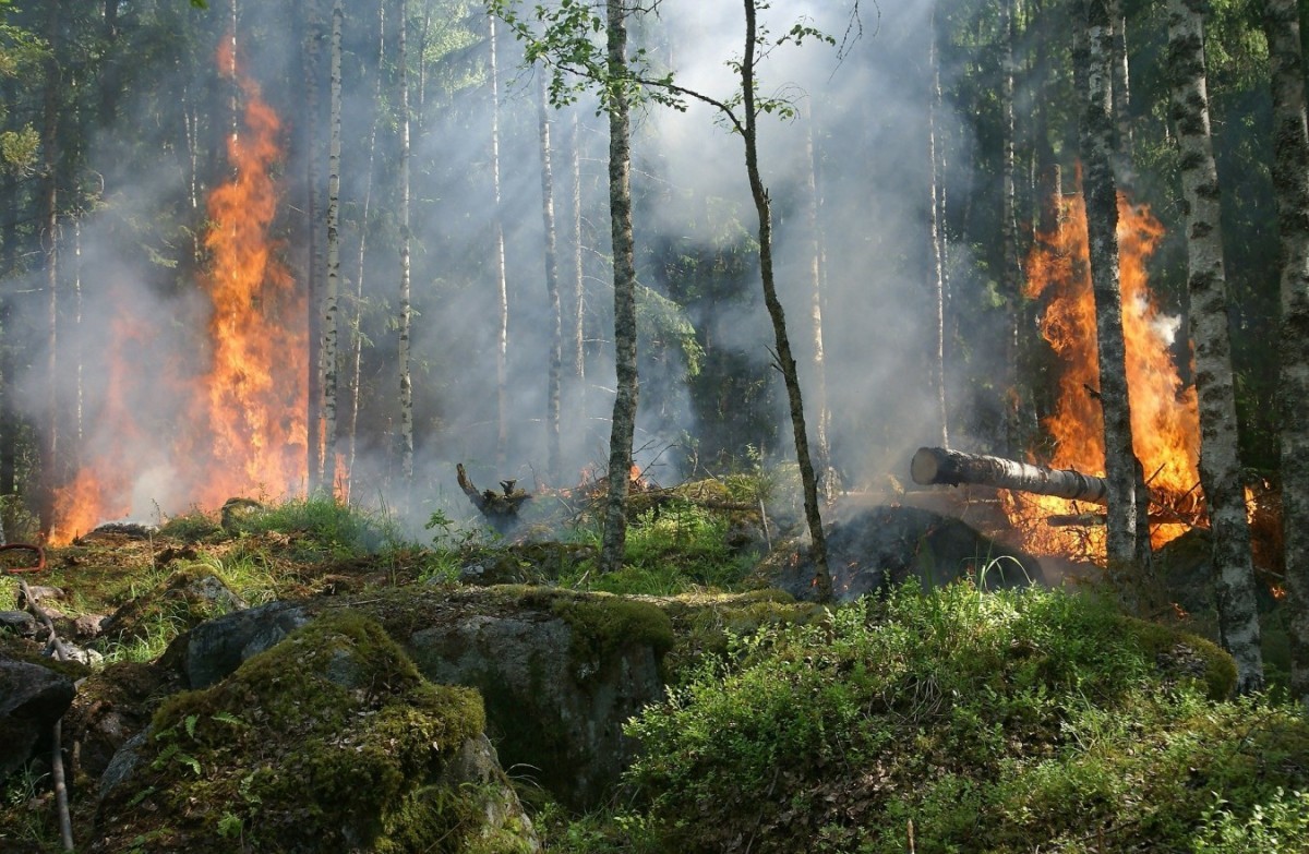 96 природных пожаров действует в Якутии