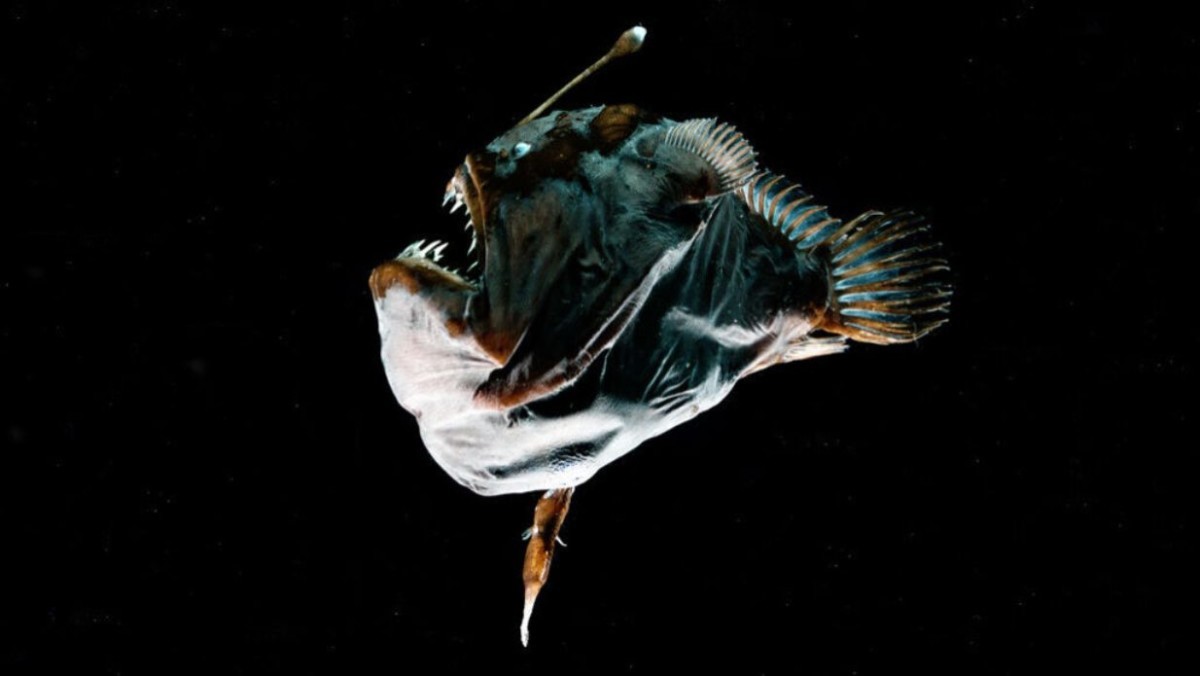 Секс у глубоководных рыб больше напоминает пересадку органов
