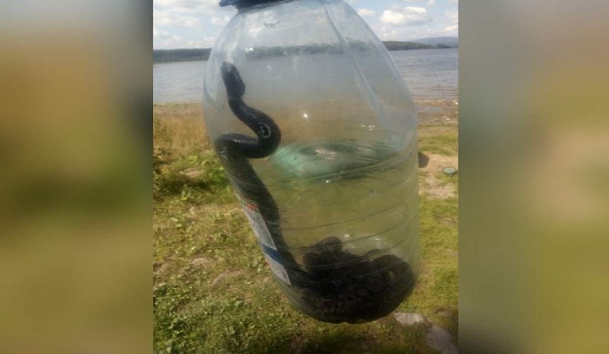О нашествии змей на водоемах Южного Урала предупреждают рыбаки