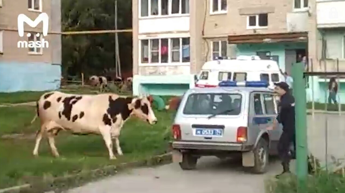 Коровы напали на полицейского и держали в страхе целый двор в Верхнем Уфалее