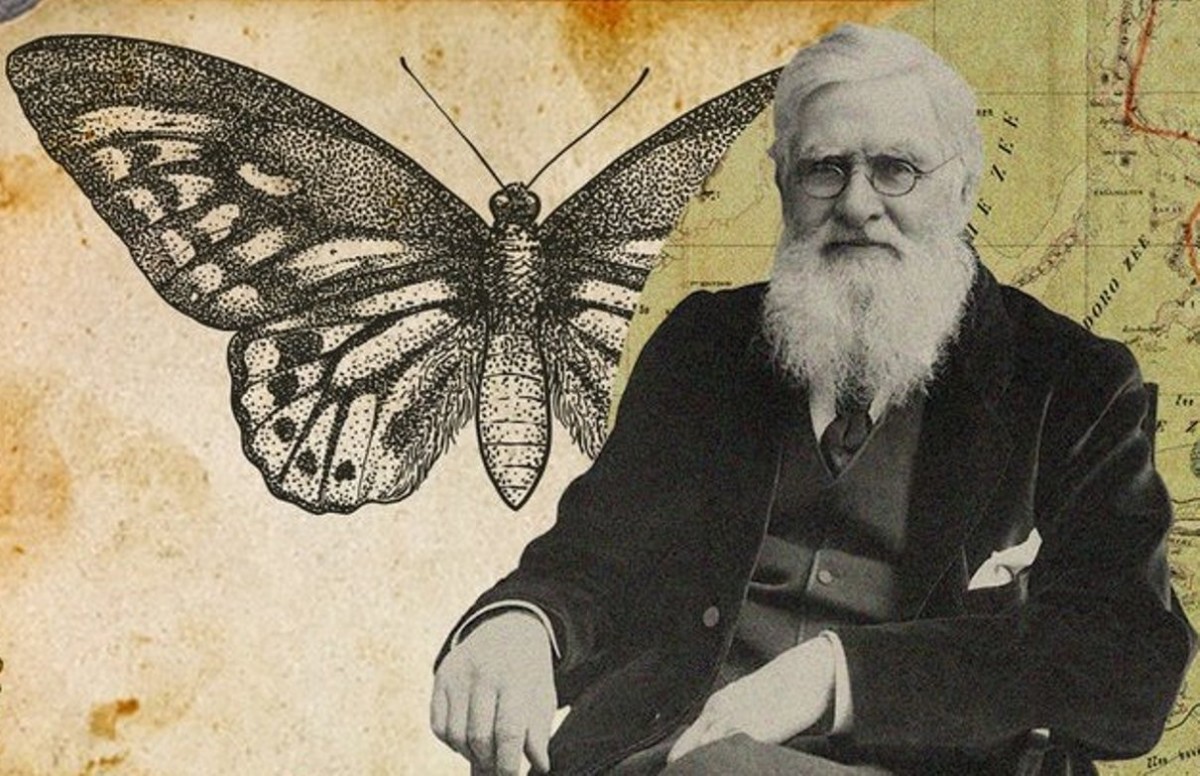 Личность загадочной бабочки Уоллеса выяснили спустя полтора века