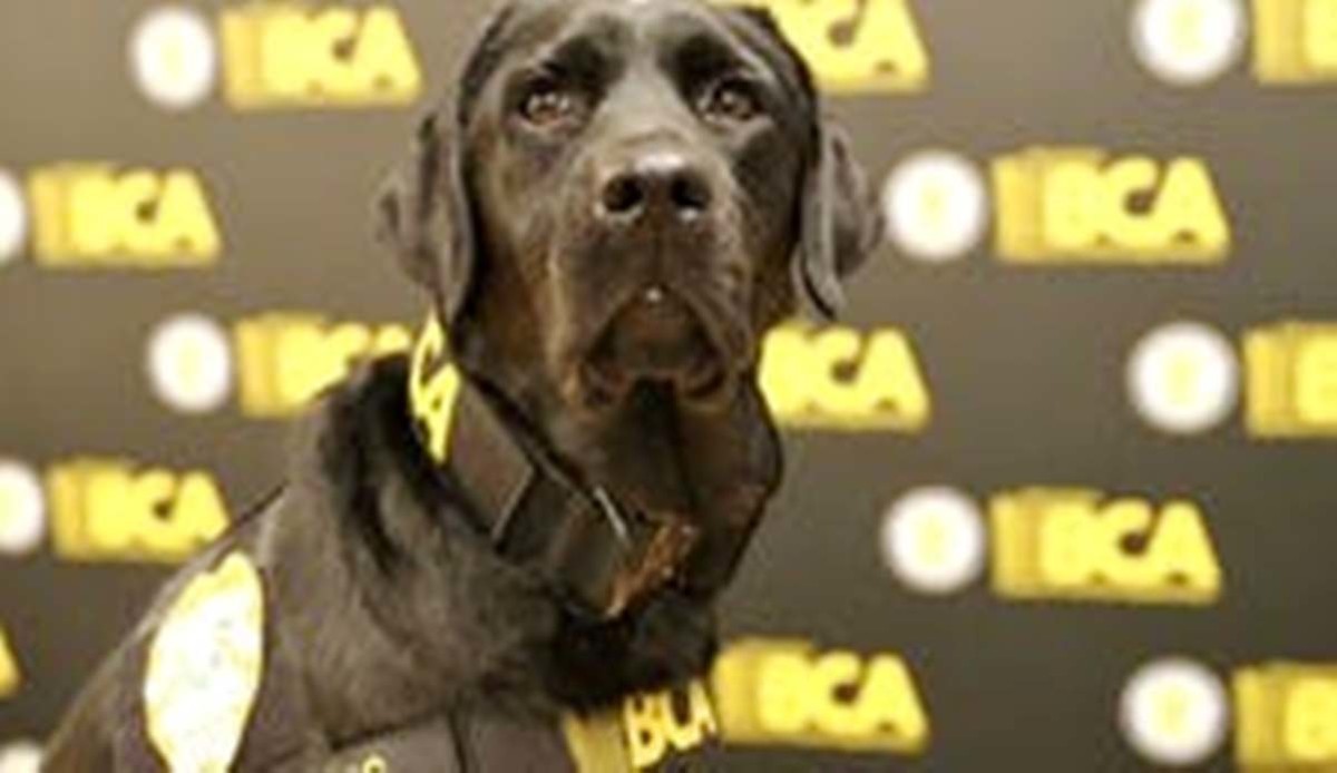 Полицейская собака находит электронные улики против убийц и педофилов