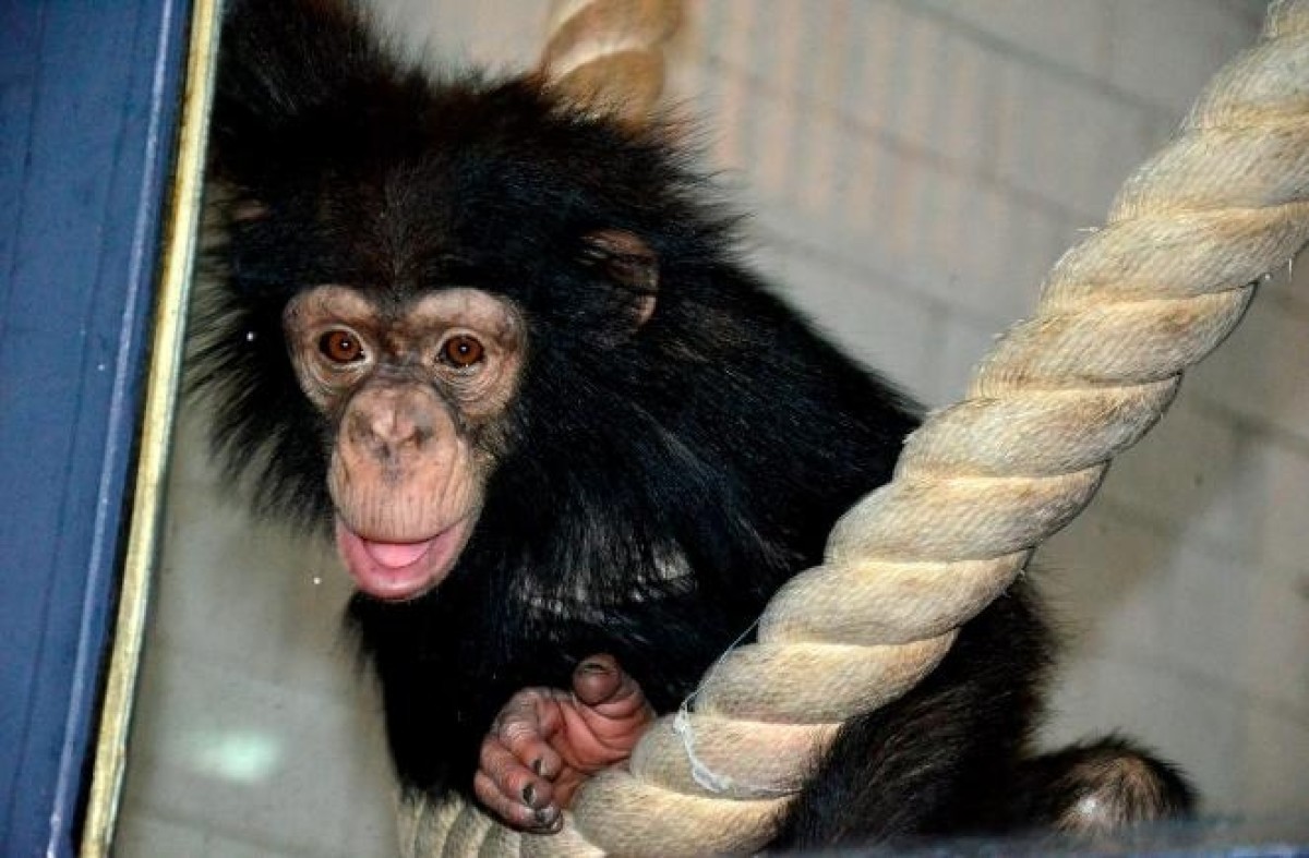 На самоизоляцию ушли обезьяны в челябинском зоопарке