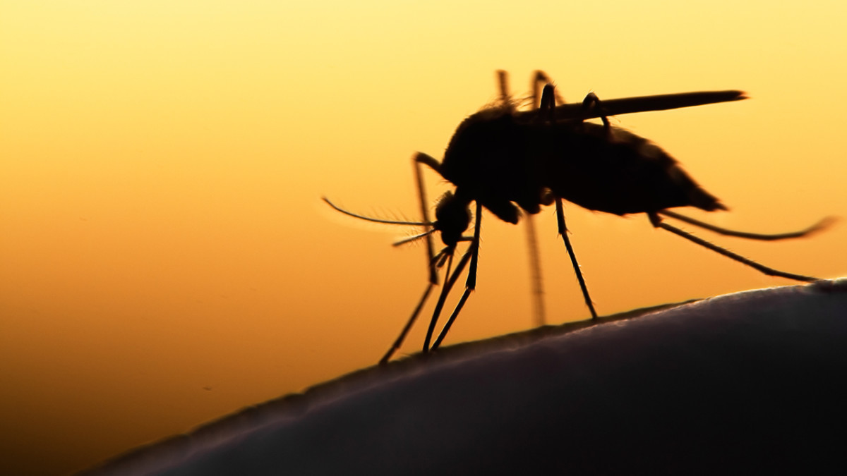 Коронавирус в комарах умирает и не размножается: исследование Роспотребнадзора