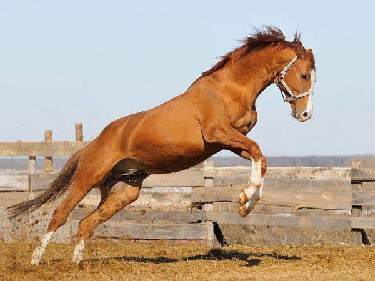 Четырех лошадей за семь миллионов бюджетных рублей закупает конноспортивный клуб «Рифей»