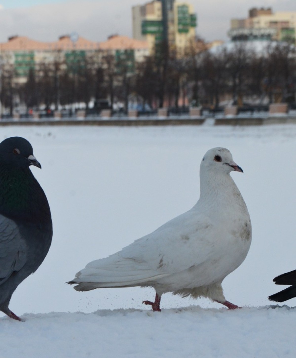 Где от мороза прячутся в Челябинске голуби?