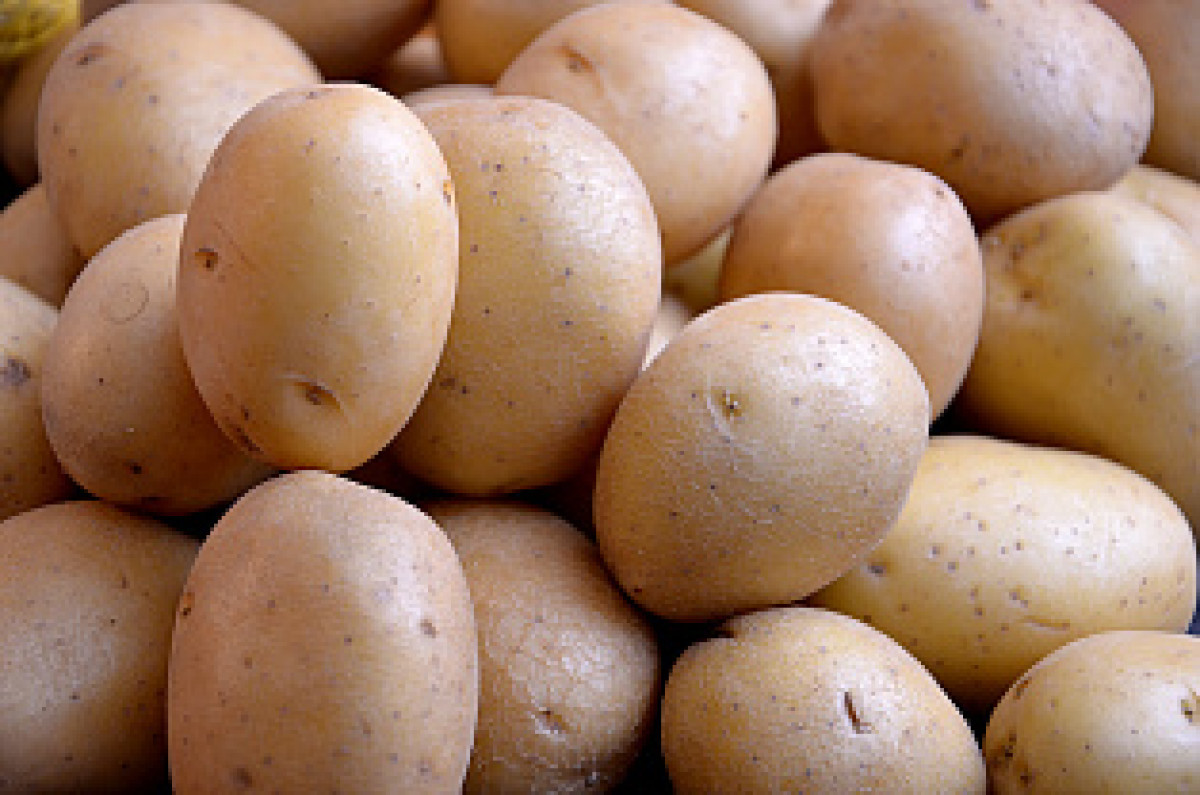 В России предложили сетям пустить в продажу картофель «экономкласса»