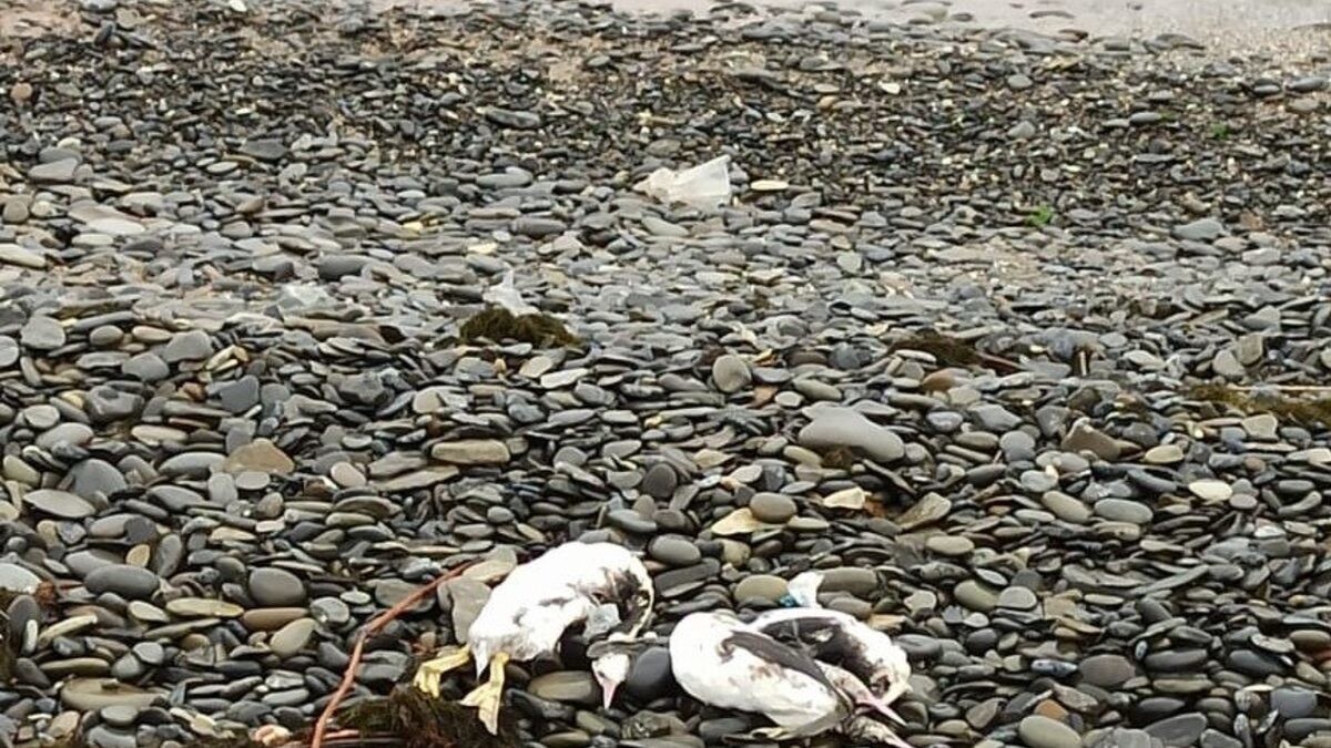 Экологическая катастрофа на Черном море: десятки трупов морских животных и птиц нашли на берегу