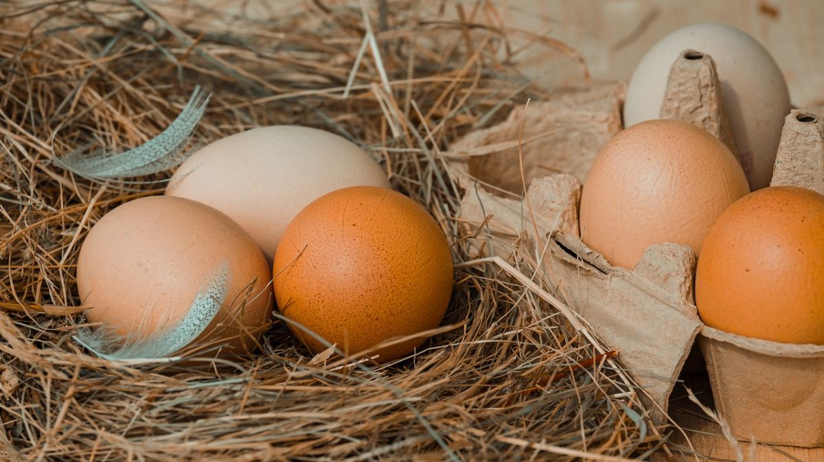 Сдерживать рост цен на мясо птицы и яйца договорились отечественные производители