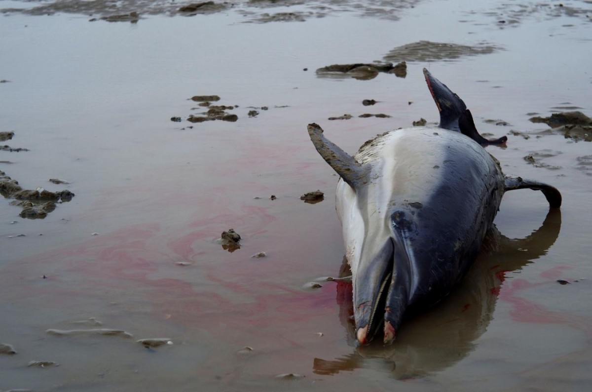 Жители Краснодара подтверждают факт гибели дельфинов и птиц на Черном море