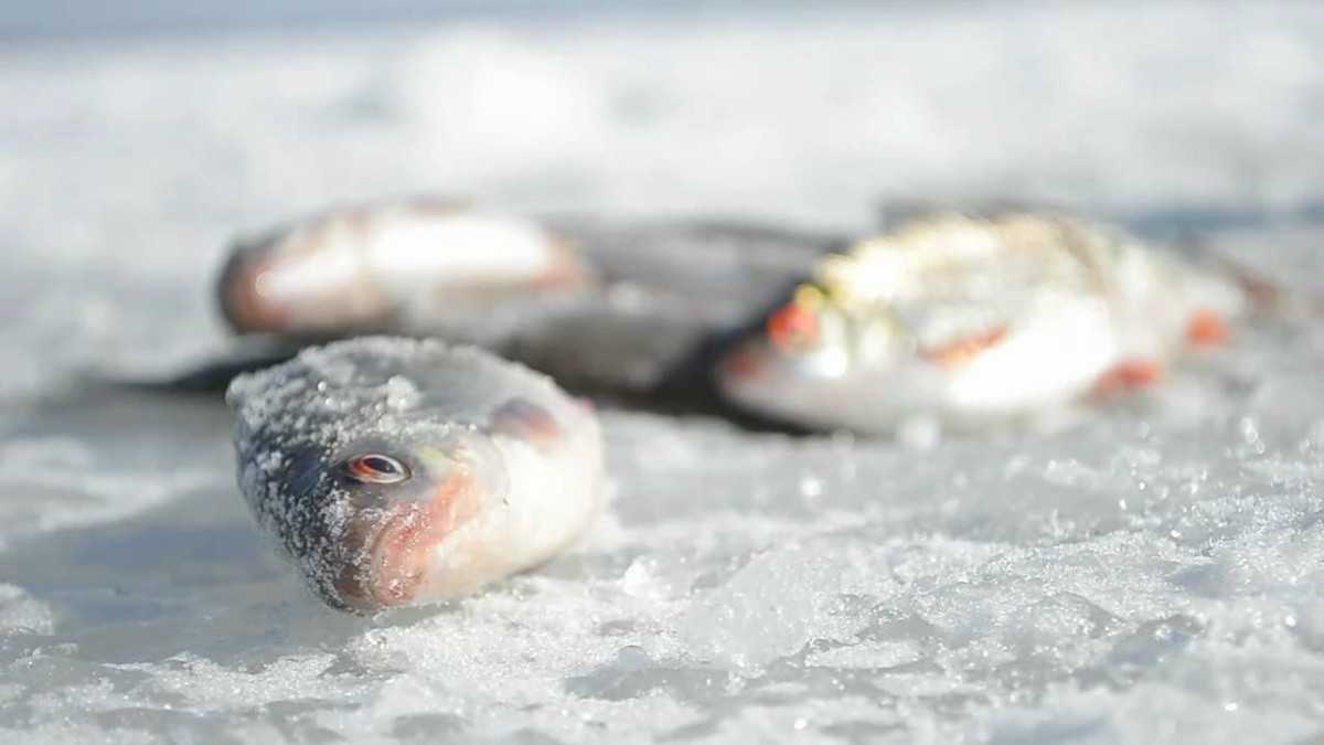 Много погибшей рыбы обнаружено на челябинском карьере 