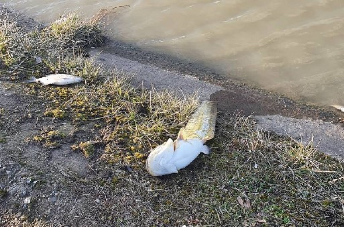Почему массово гибнет рыба в канале Краснодара?
