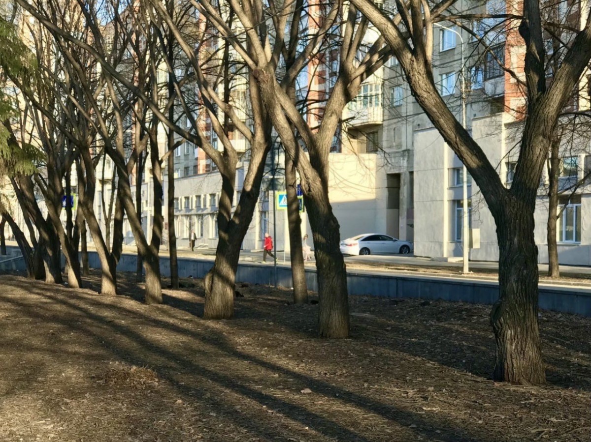 Не надо красить деревья, об этом напомнил главный архитектор Челябинска