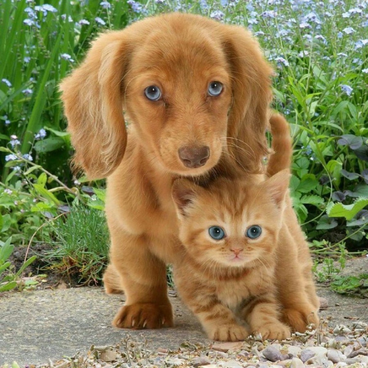 Оба рыжие и с голубыми глазами, щенок и котенок, умиляют Интернет