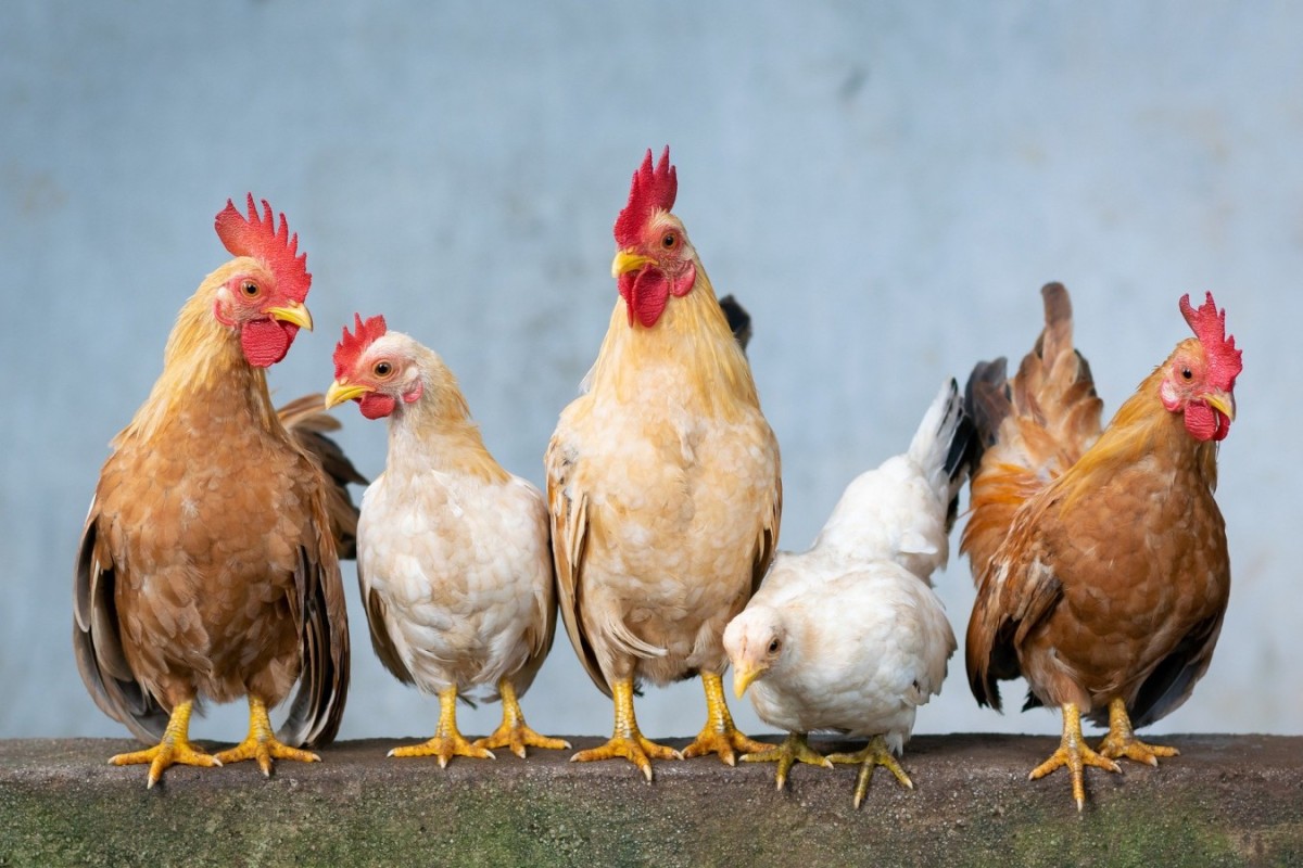 Птицефабрика «Равис» заплатила крупный штраф за складирование куриного помета на полях