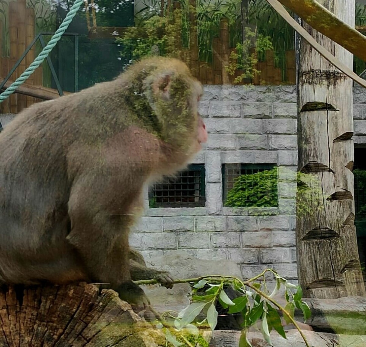 Нарастающая эпидемия ковида может коснуться обезьян, обитающих в челябинском зоопарке