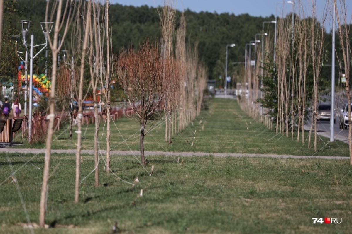 В новом сквере в Челябинске высохли несколько сотен деревьев и кустов