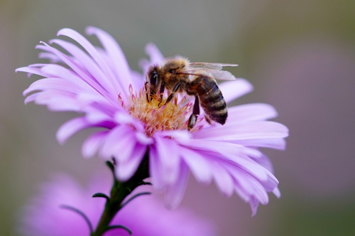 Пчёлы падали замертво, не долетая до улья: 20 миллионов пчел погибли в Красноярском крае