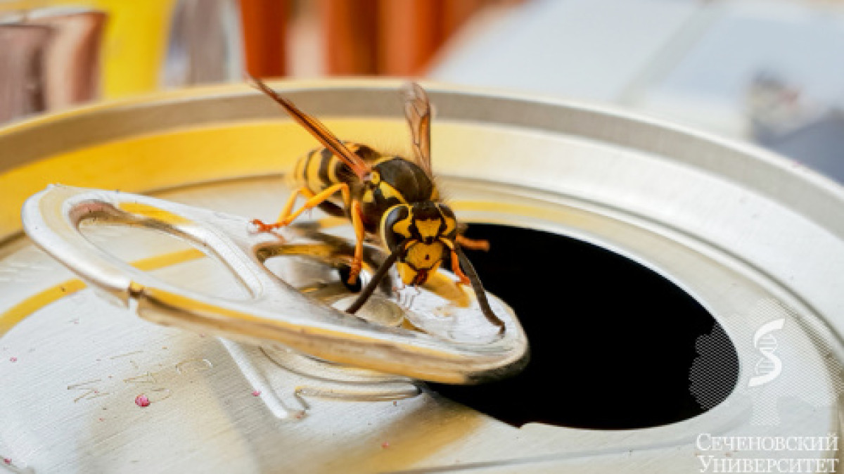 Биолог Ганушкина: как спастись от укуса осы