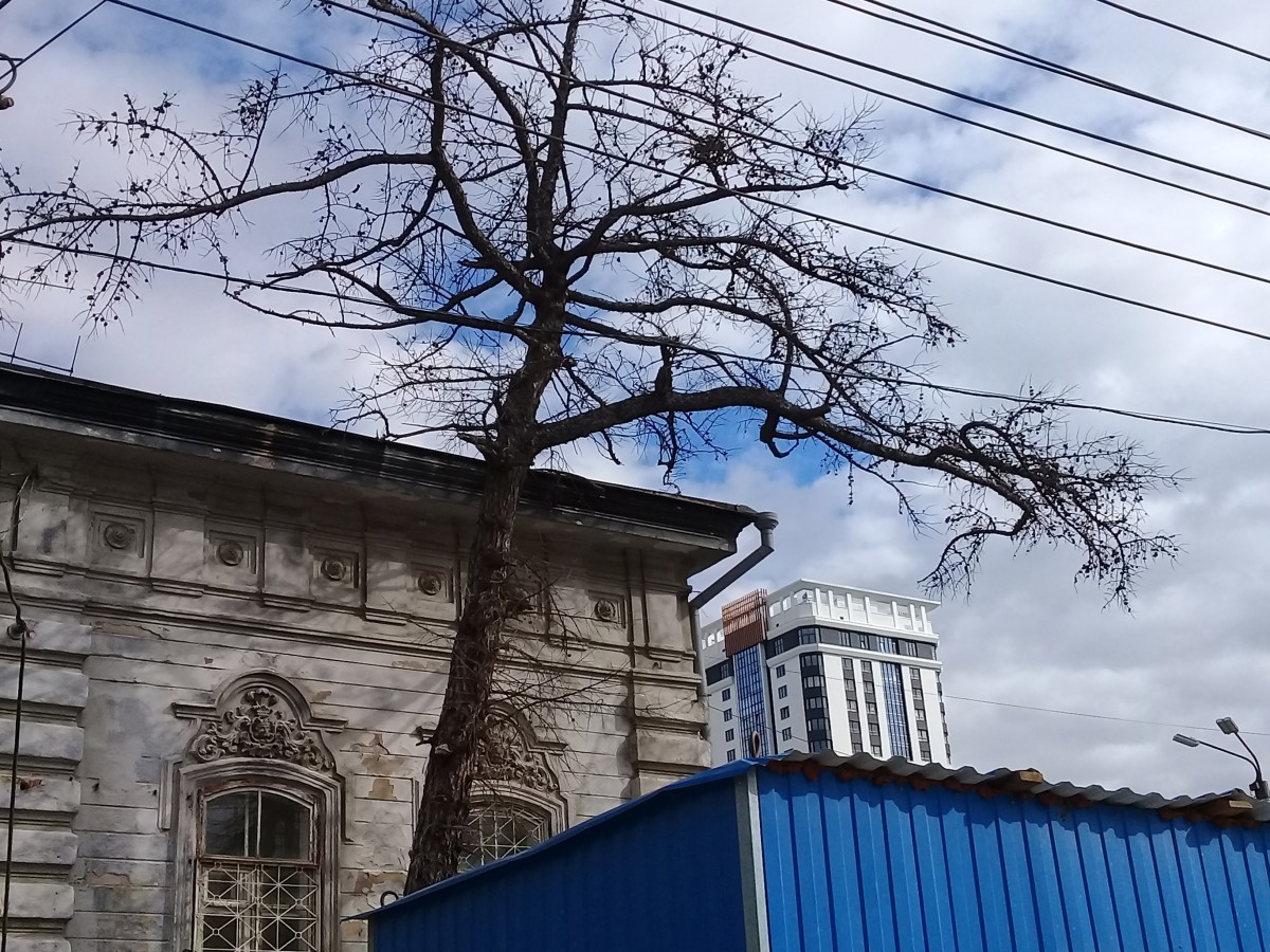 Засохло дерево в Челябинске, заставшее Первую мировую войну и Октябрьскую революцию
