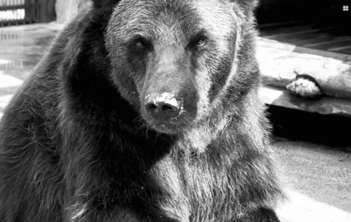 Медведей отравили в челябинском зоопарке