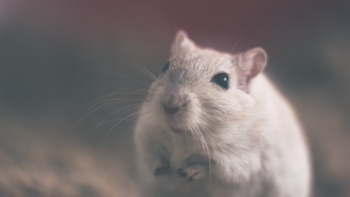 Ученые США: внутривенное введение мРНК вакцины от COVID-19 может вызвать острый миоперикардит: опыт на мышах