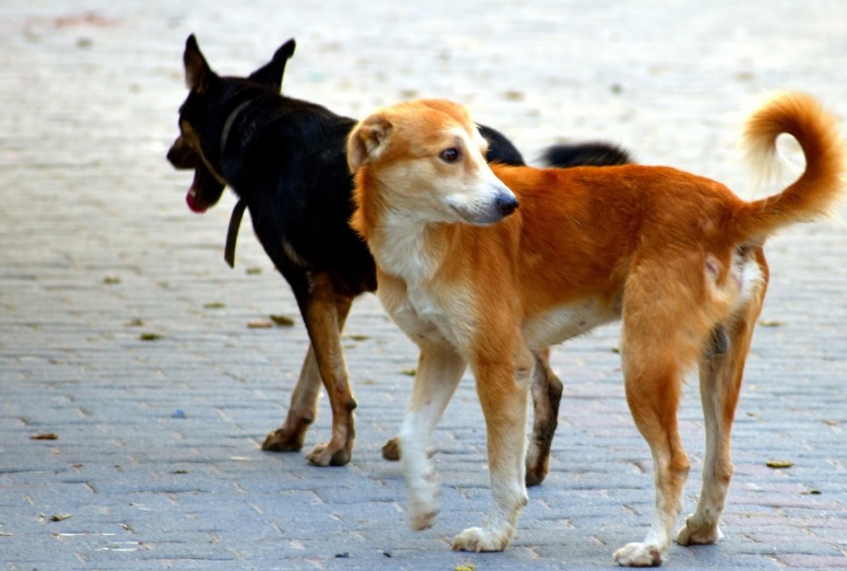 Бродячие собаки виноваты: уголовное дело возбудили в Краснодаре против чиновников коммунального хозяйства