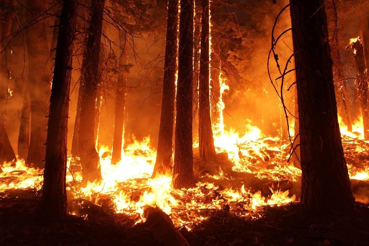 Для охраны лесов от пожаров на Кубани закупят 10 единиц новой техники