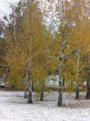 Снегопад и золотая осень. Фото Сергея Белковского