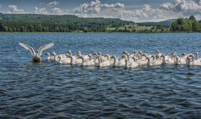 Лебеди на озере - фото Анатолия Шулепова.