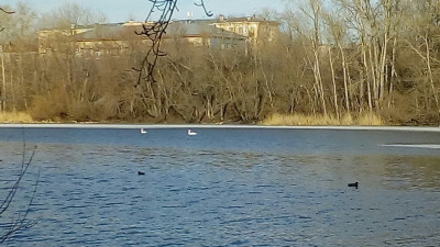 Лебеди в Челябинске. Фото из соцсети.