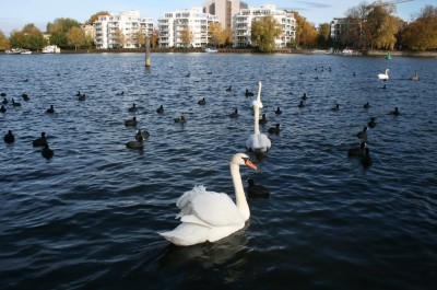 Лебеди в Берлине. Фото Юрия Шинкаренко