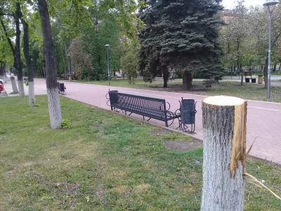 Чем не угодило это деревоо на проспекте Ленина? Фото Сергея Белковского